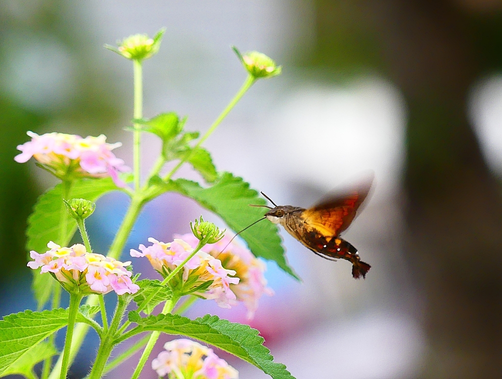 P4310427：ホシホウジャク_R