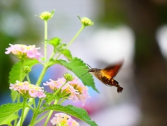 P4310427：ホシホウジャク_R