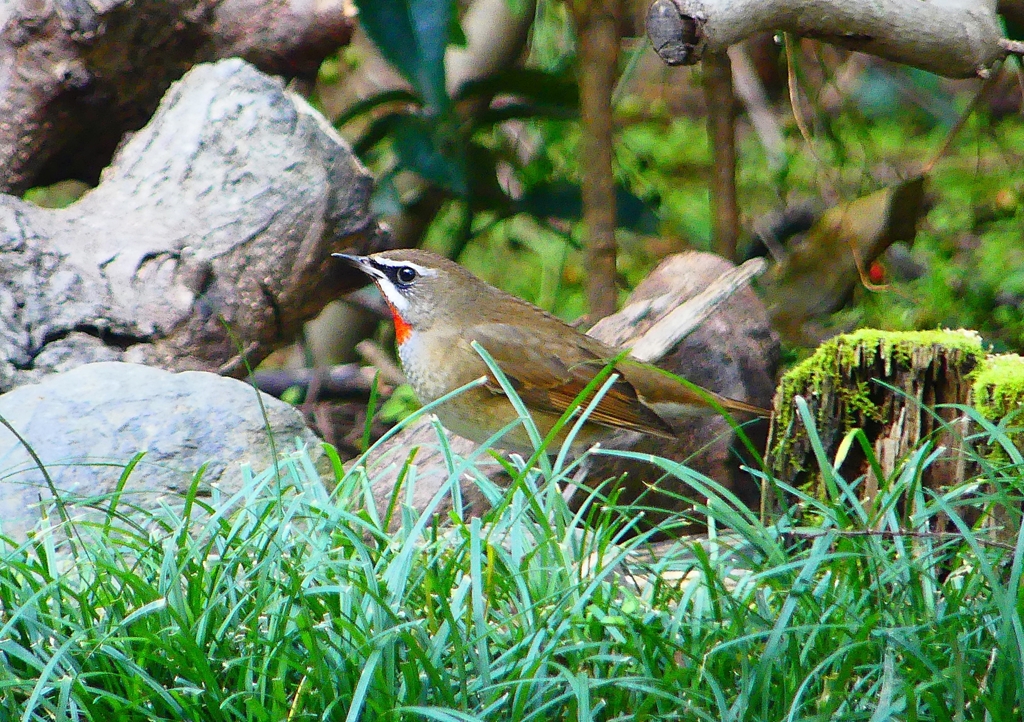 P1350373：ノゴマ（オス）_R