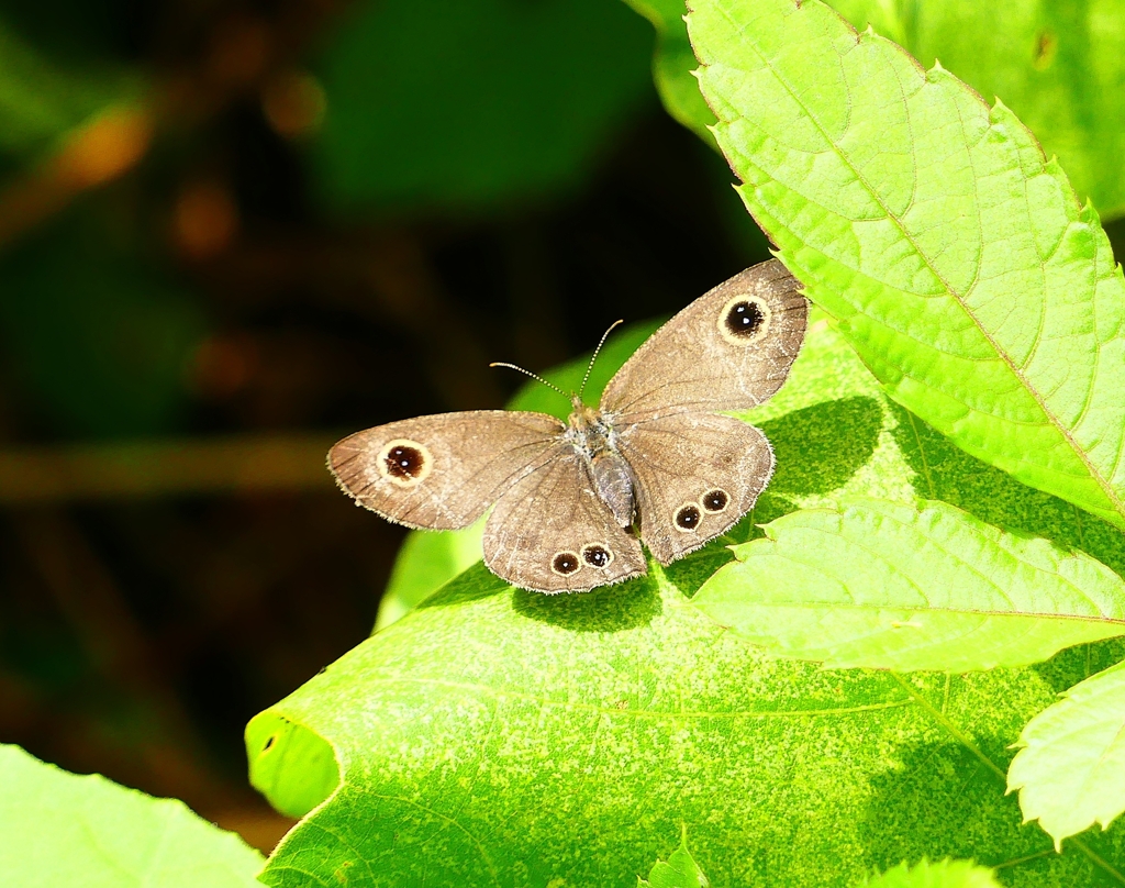 P4210590：ヒメウラナミジャノメ_R