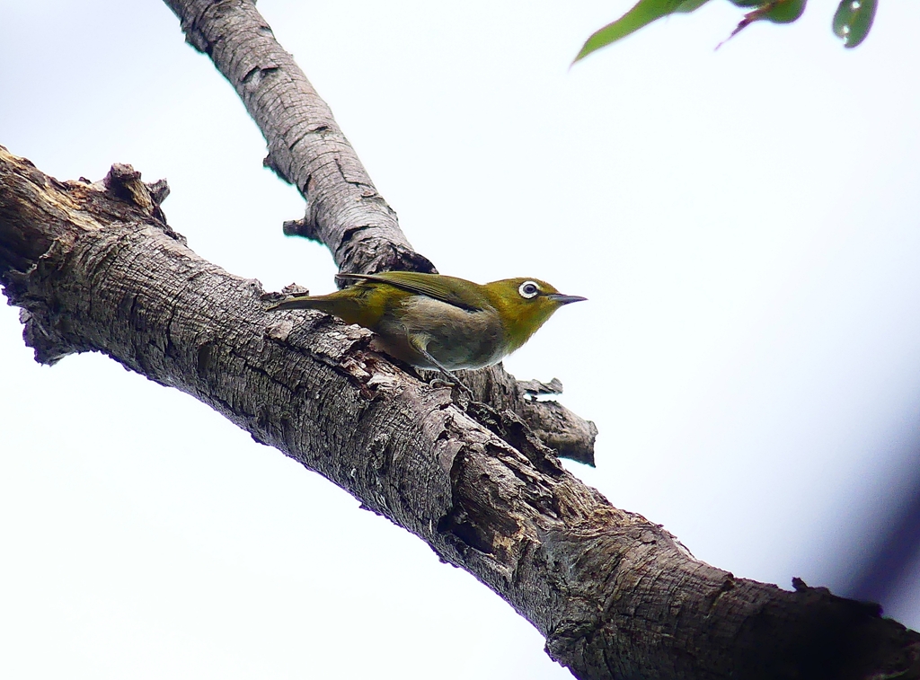 P4320333：メジロ_R