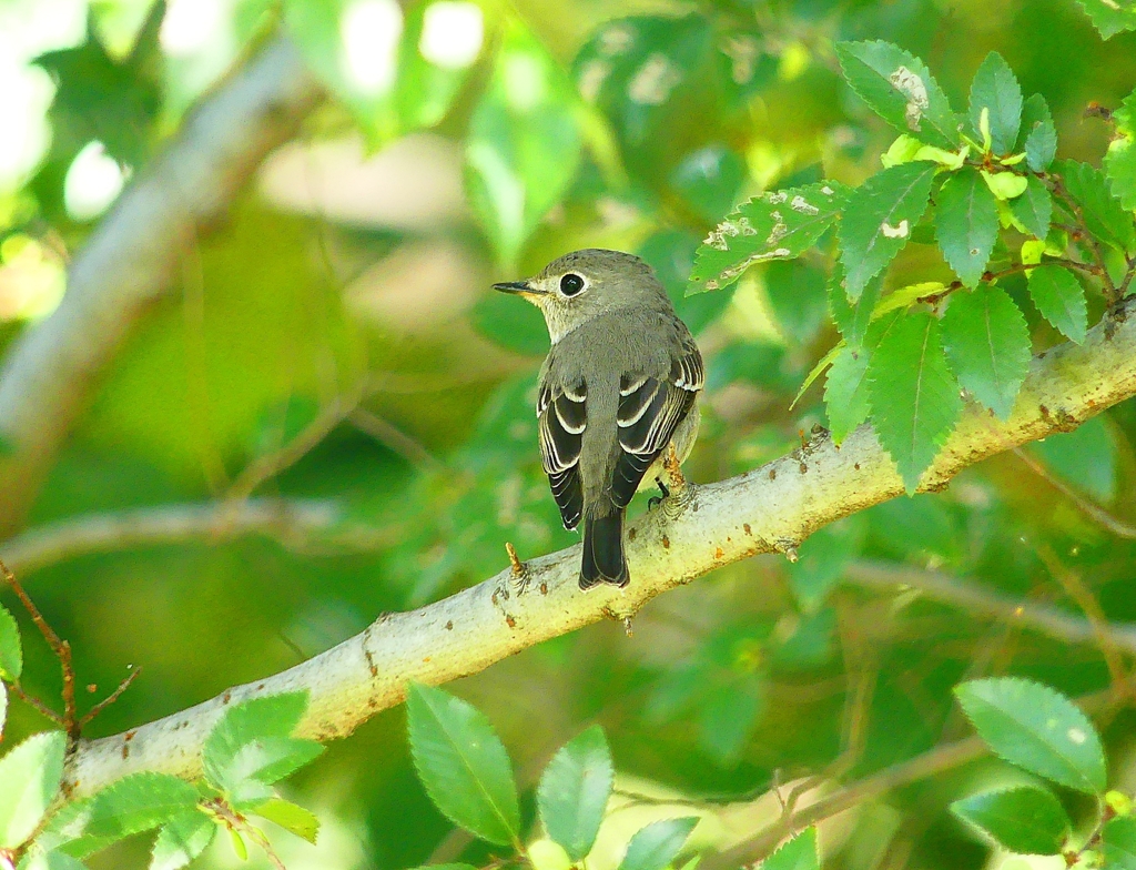 P4440050：コサメビタキ_R
