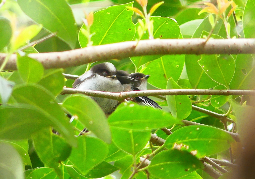 P4900701：エナガ団子_R