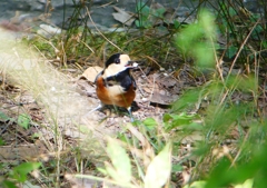 P1210801：ヤマガラ_R