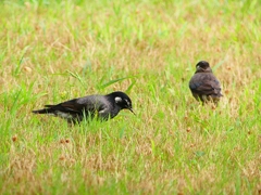 P1120067：ムクドリ_R