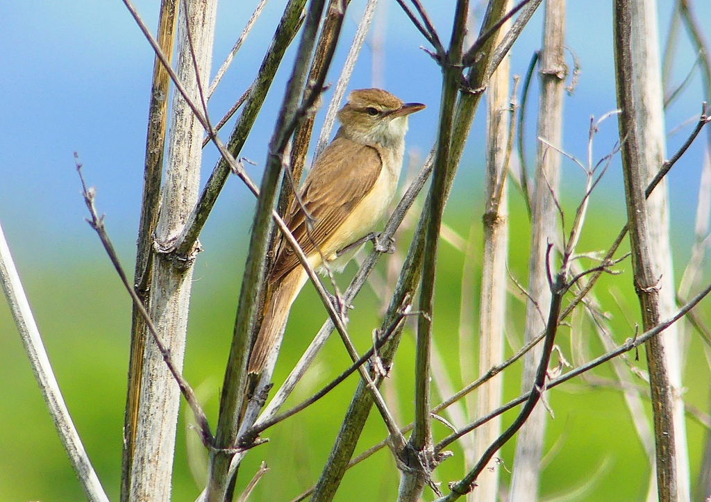 P2000446：オオヨシキリ_R