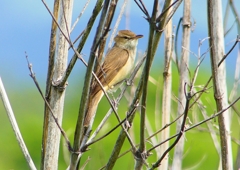 P2000446：オオヨシキリ_R