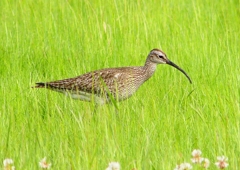 P2020643：チュウシャクシギ_R