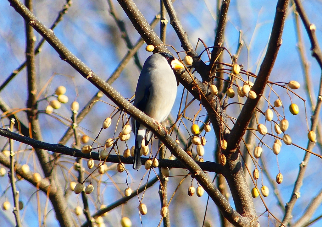 P1650591：イカル_R
