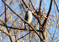 P1650591：イカル_R