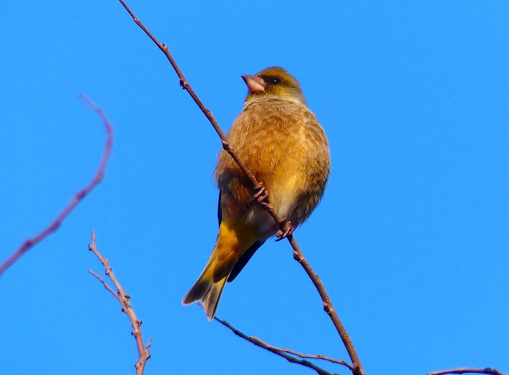 P4640096：カワラヒワ_R