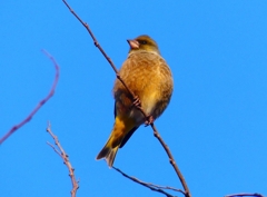 P4640096：カワラヒワ_R