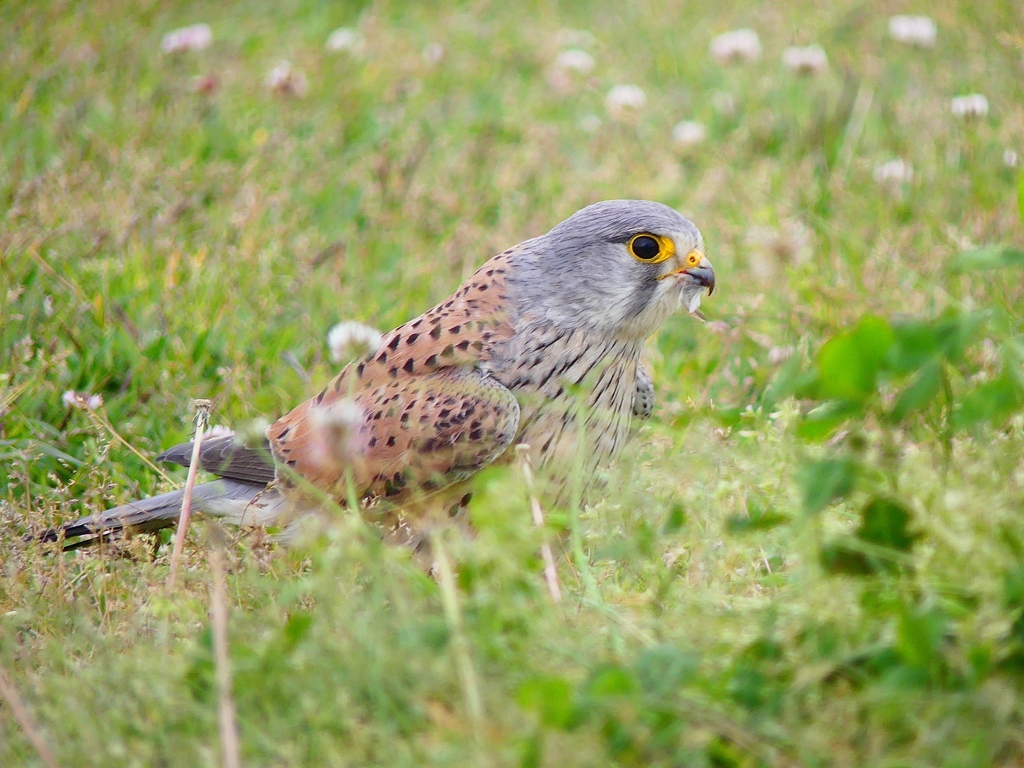 P4050857：チョウゲンボウ_R