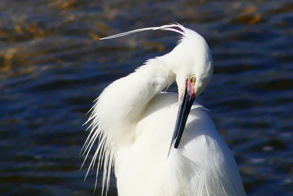 P4890645：コサギ_R