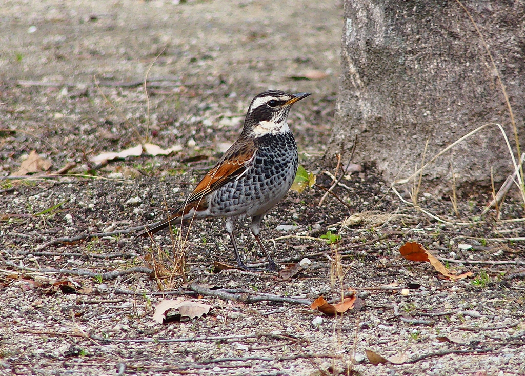 P4690883：ツグミ_R
