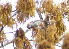 P1930823：ニュウナイスズメ_R