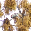 P1930823：ニュウナイスズメ_R