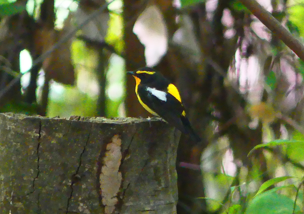 P2000941：キビタキ（オス）_R