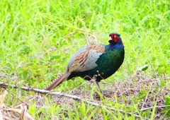 P1970315：キジ（オス）_R