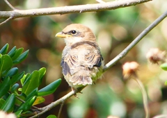 P1940658：モズ（幼鳥）_R