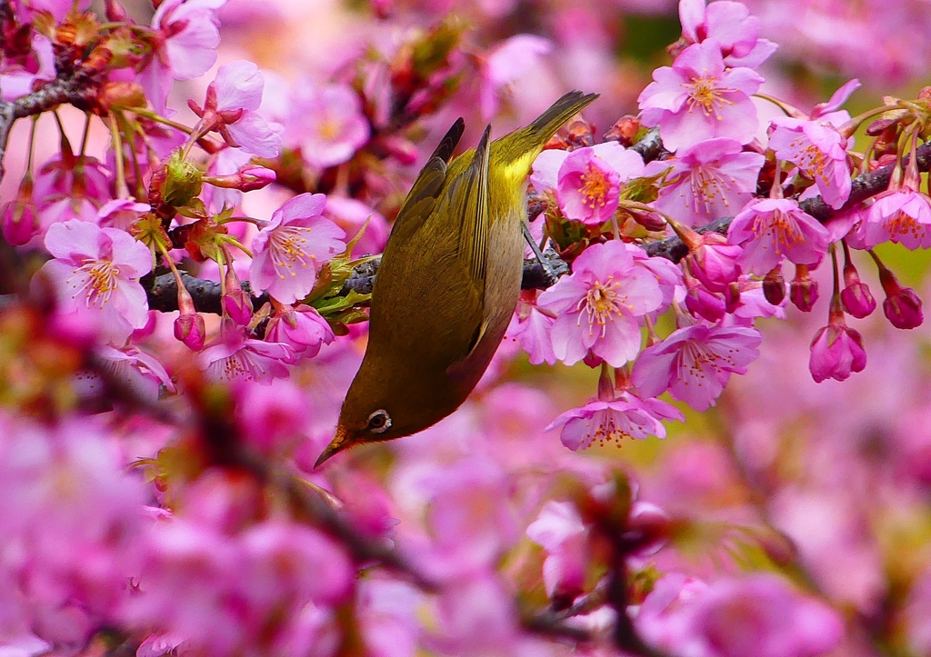 P1870113：河津桜にメジロ_R
