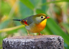 P1520533：ソウシチョウ_R