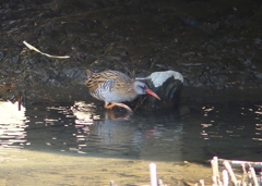 P4690305：クイナ_R