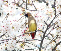 P3970368：桜にヒレンジャク_R