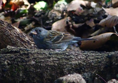 P1740536：クロジ_R