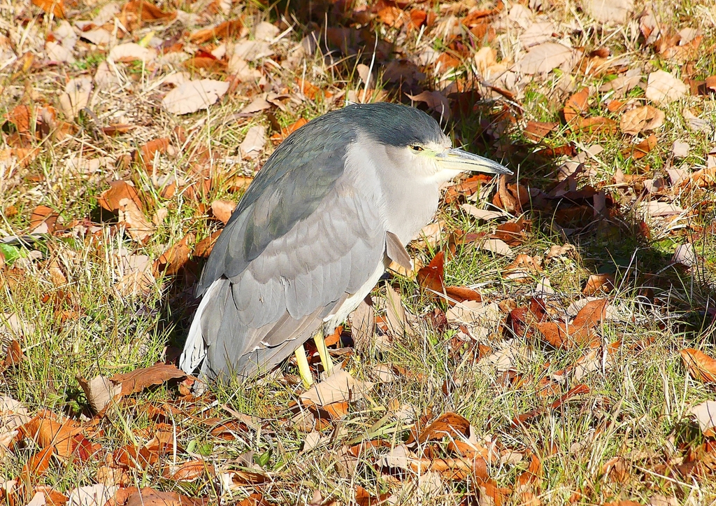 P1620272：ゴイサギ_R