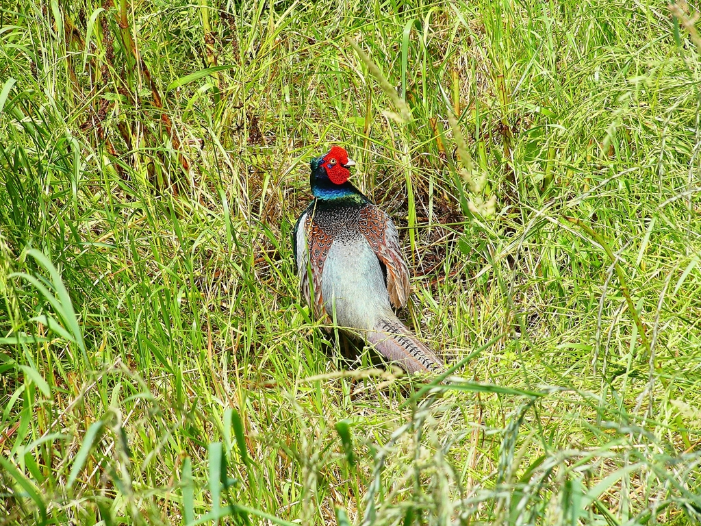 P4130501：キジ（オス）_R