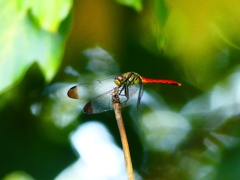 P1130569：リスアカネ_R