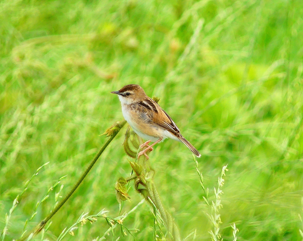 P4180371：セッカ_R