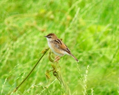 P4180371：セッカ_R