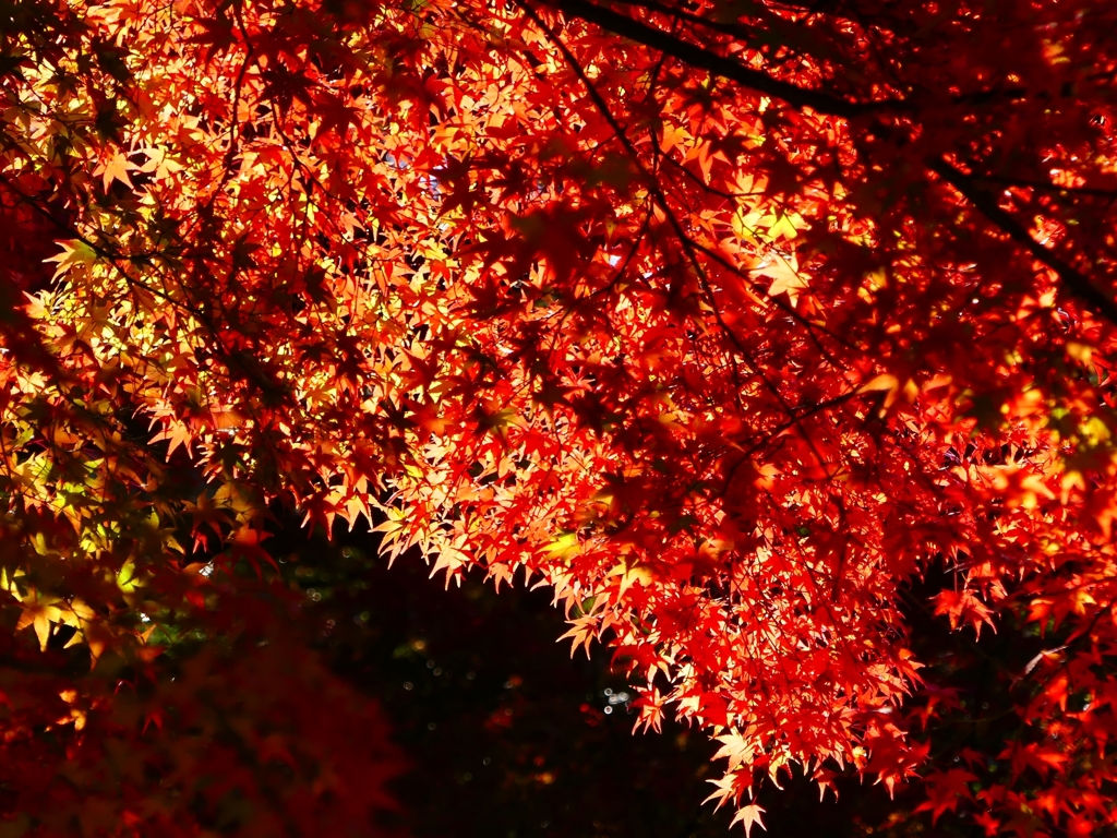 P1030434：南禅寺＜京都の紅葉＞_R