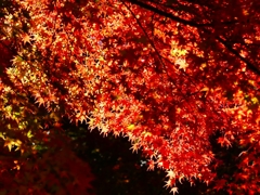 P1030434：南禅寺＜京都の紅葉＞_R