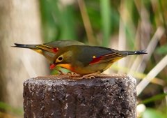 P1550633：ソウシチョウ_R