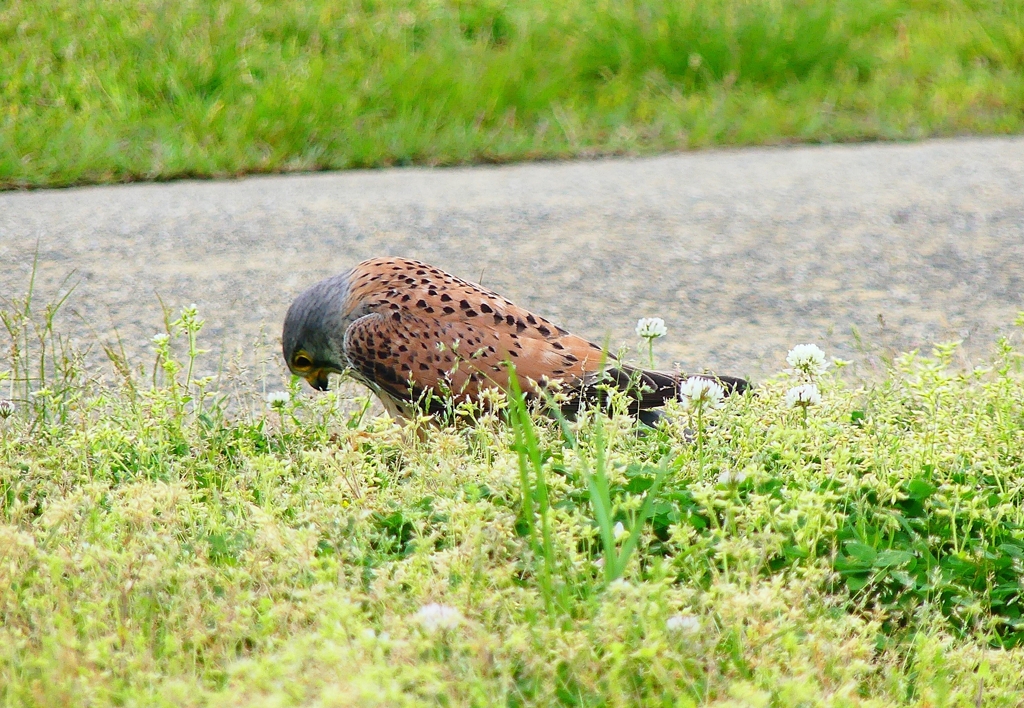 P4910670：チョウゲンボウ_R