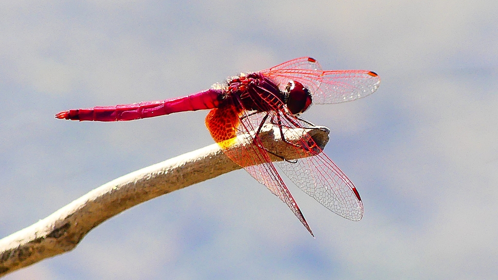 P2270216：ベニトンボ（オス）
