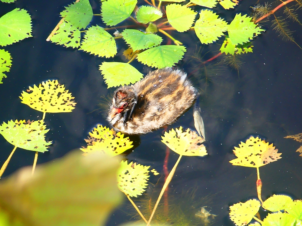 P1130740：カイツブリ_R