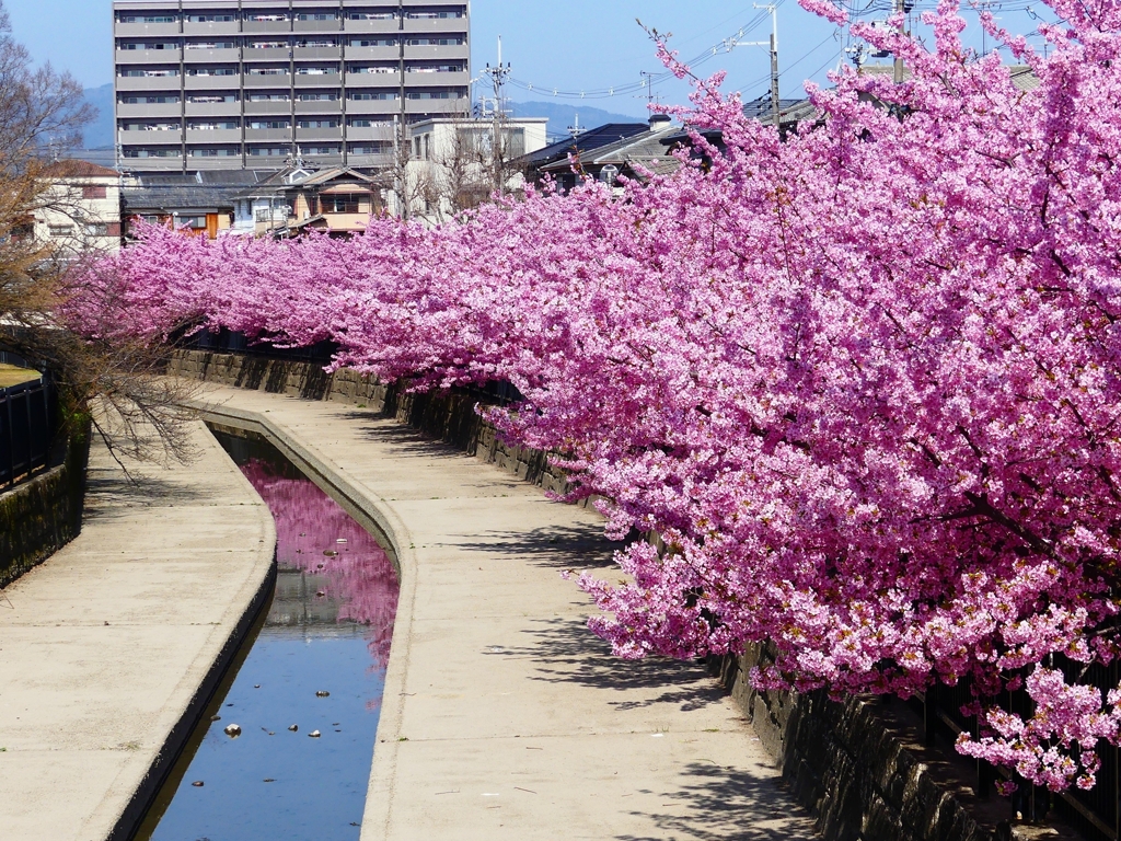 P3900846：河津桜_R