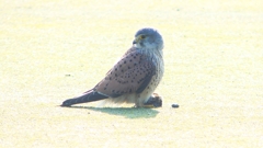 P1990016：チョウゲンボウ-02_R