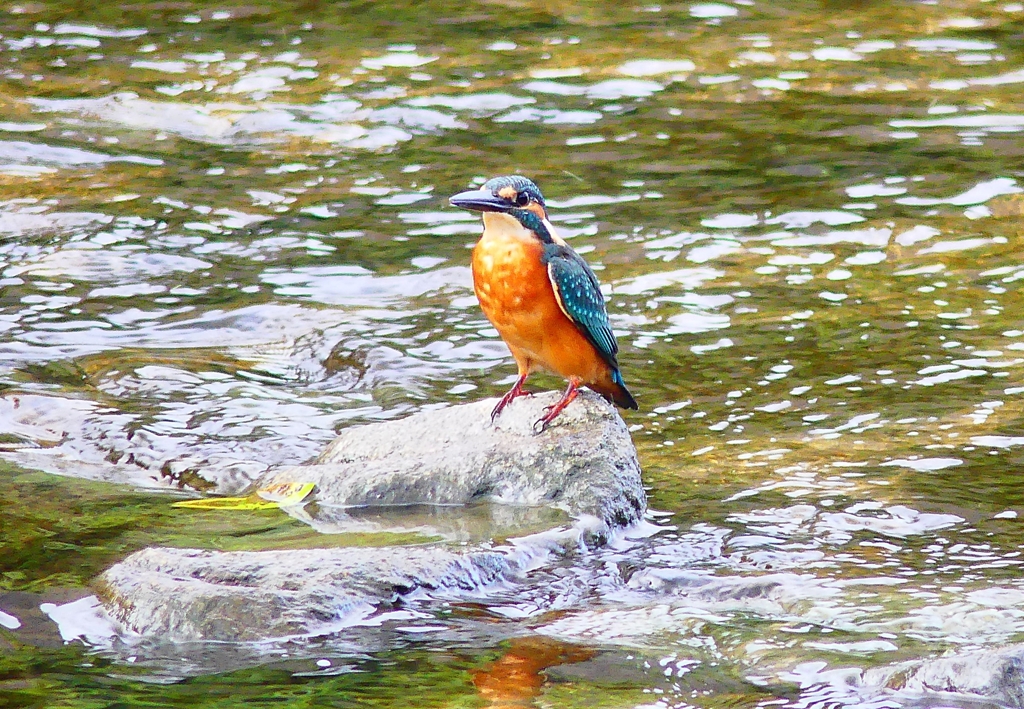 P4380501：カワセミ（オス）_R