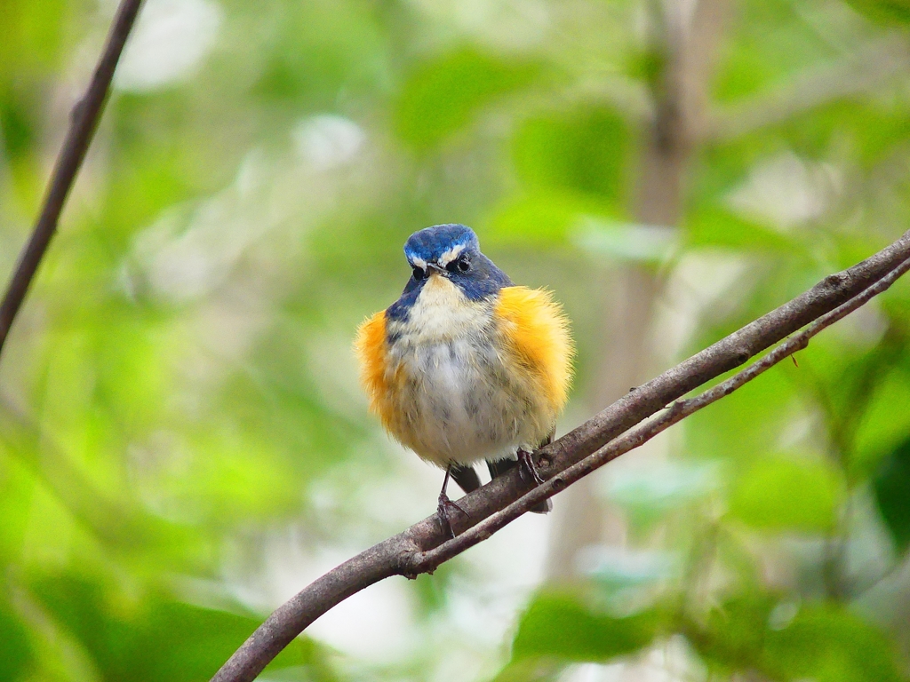 P3840636：ルリビタキ（オス）_R