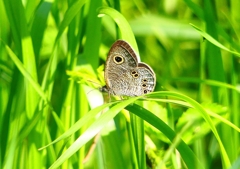P1980685：ヒメウラナミジャノメ_R