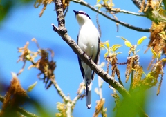 P1960021：サンショウクイ_R