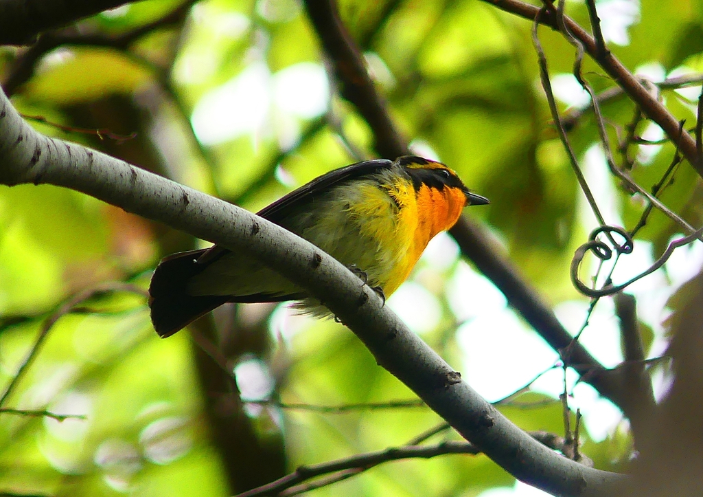 P1970123：キビタキ（オス）_R