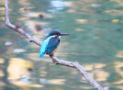 P4650244：カワセミ（メス）_R