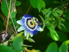 P4110206：トケイソウ_R