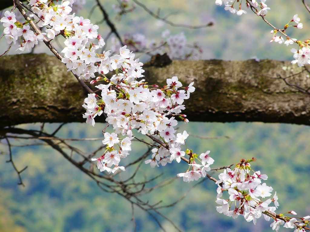 P4870414：背割堤の桜_R